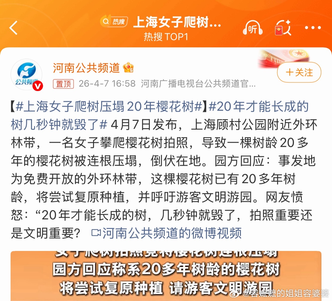 上海女子爬树压塌20年樱花树不得不服，这些老孃孃们，为了出片也是拼了老命。没花的