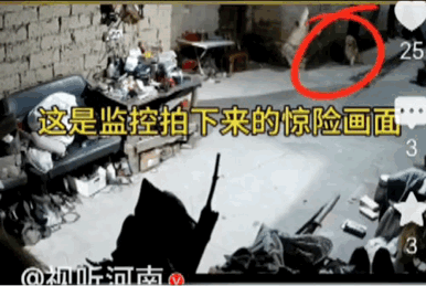 “太有灵性了”！近日，广东某地，一条金毛狗发现家里面着火了，焦急地去蹲坑找主人李