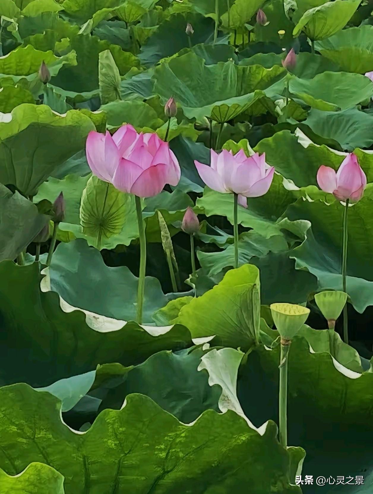 满塘青荷，藏着最治愈的人生道理。
有的花苞紧闭，默默积蓄力量；有的从容盛放，舒展