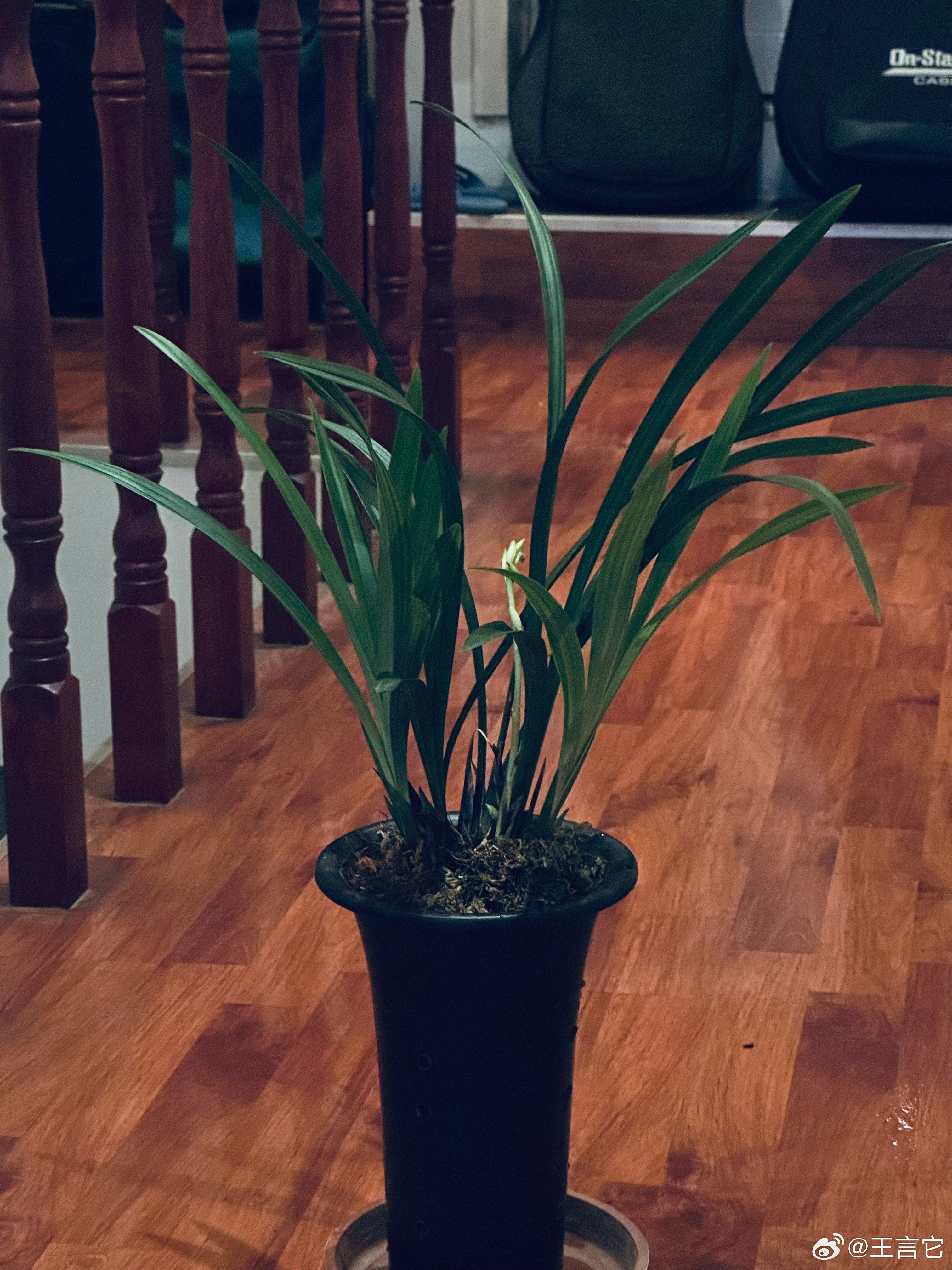 📌 我的兰花开了 