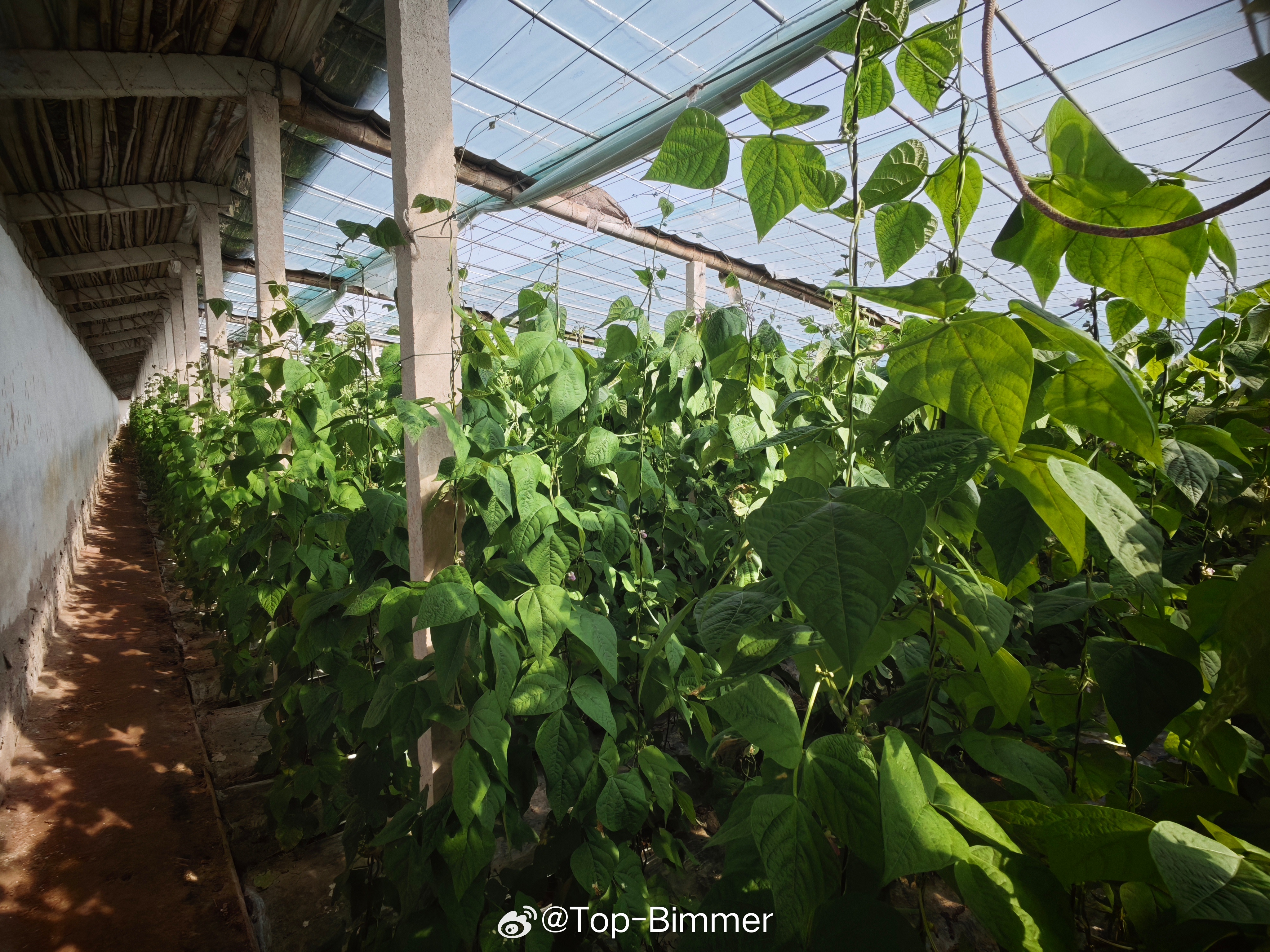 自家种的扁豆纯绿色无污染 聊城·阳谷