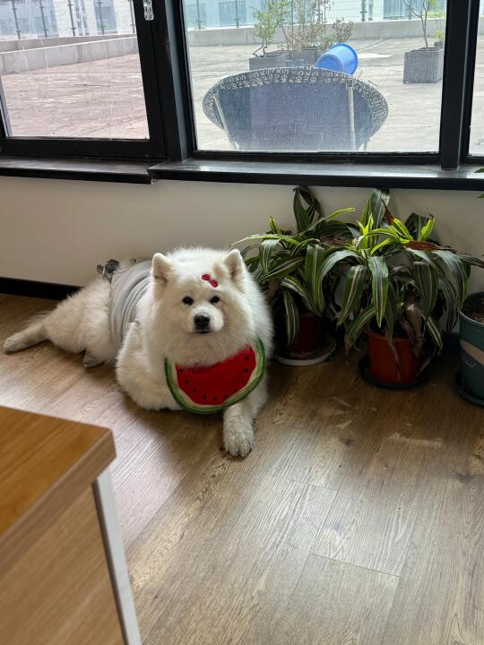 是谁出差到九点还要赶回家接留守猪咪