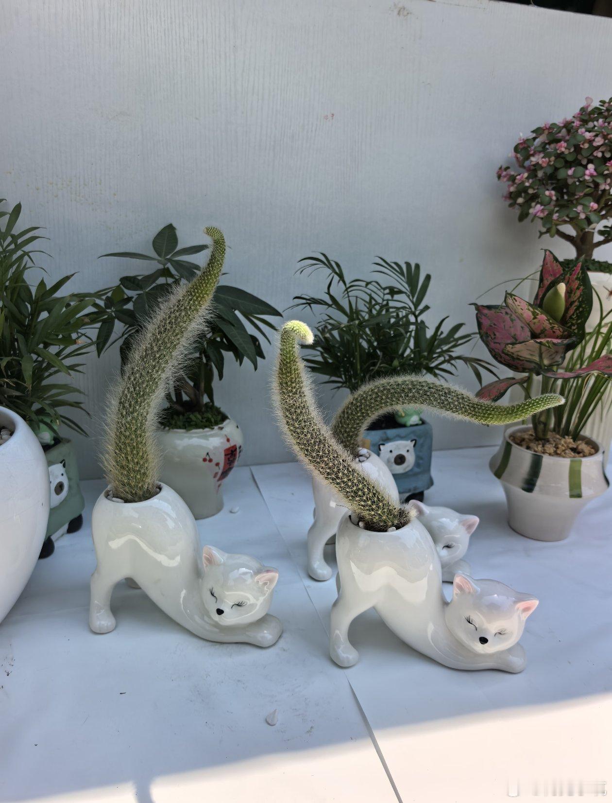 一条尾巴翘起的猫 