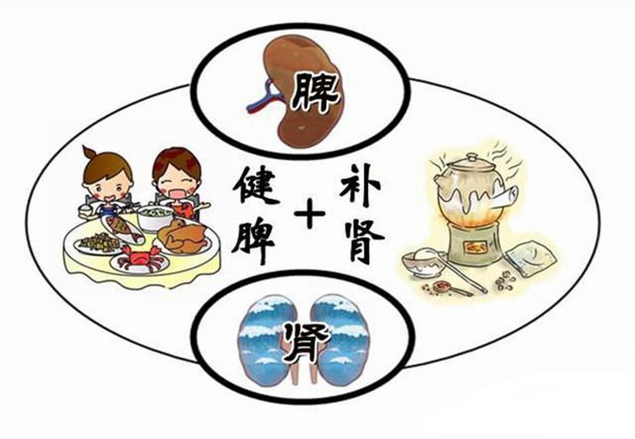 脾虚百病生，健脾最好之法在于补肾！

中医上常说，脾一虚气血化生不足，人就废了一