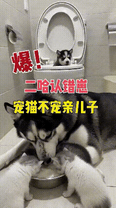 谁能想到母爱也会偏心到离谱，哈士奇直接刷新我对母爱的认知！
 
        