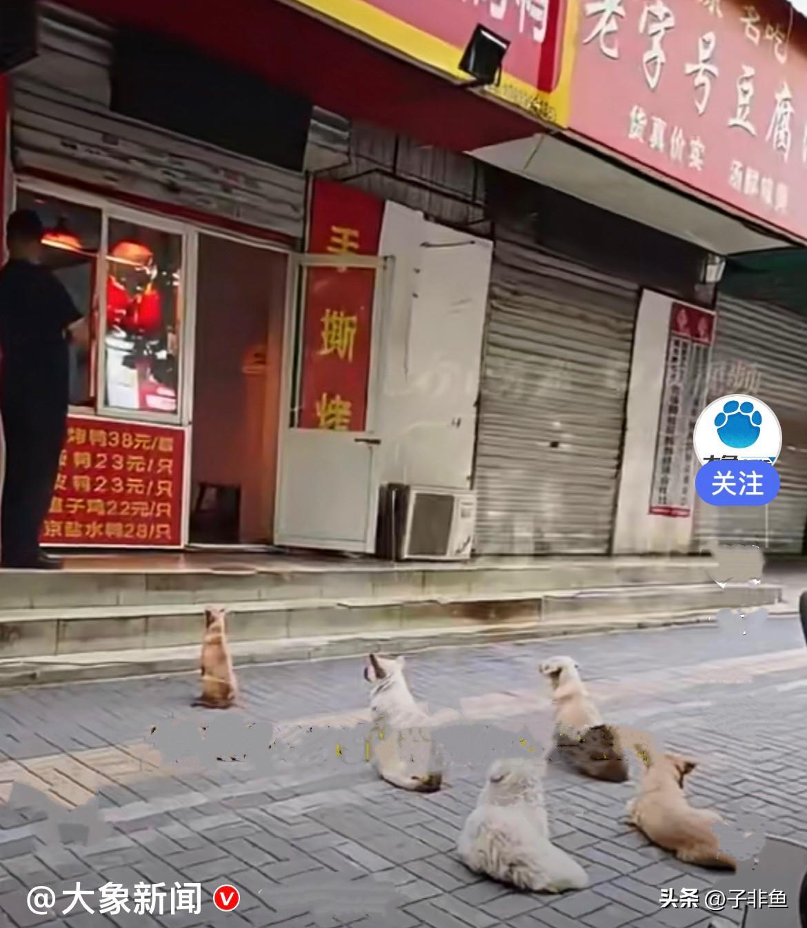 近日，河南洛阳一家烤鸭店门口，早餐6点一开门，门口就排上了队，你别以为是排队是买