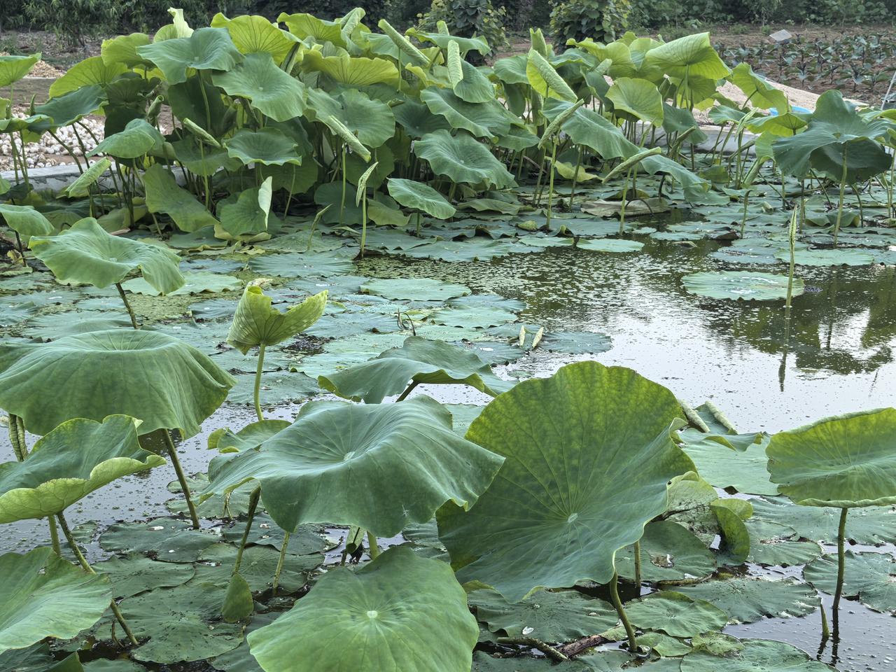 弘毅生态农场人工湿地里种植的莲藕健康成长。六不用，即在全部种植过程中，不用农药、