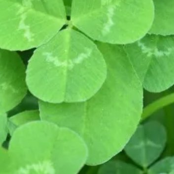 种植 ☘️三叶草种植方法1、种植时间：可以选在春季4-5月份，秋季9月中旬开始播