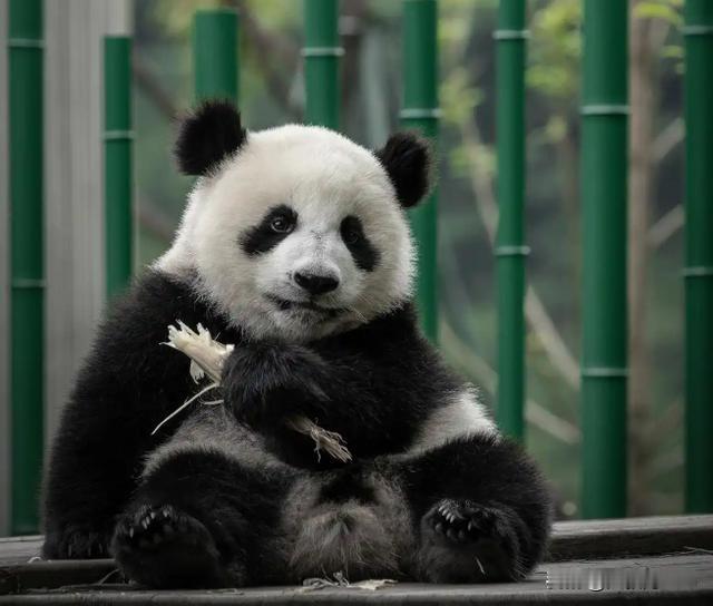 最后两只旅日熊猫将归国，日本民众排长队送别
 
2026年1月25日，东京上野动