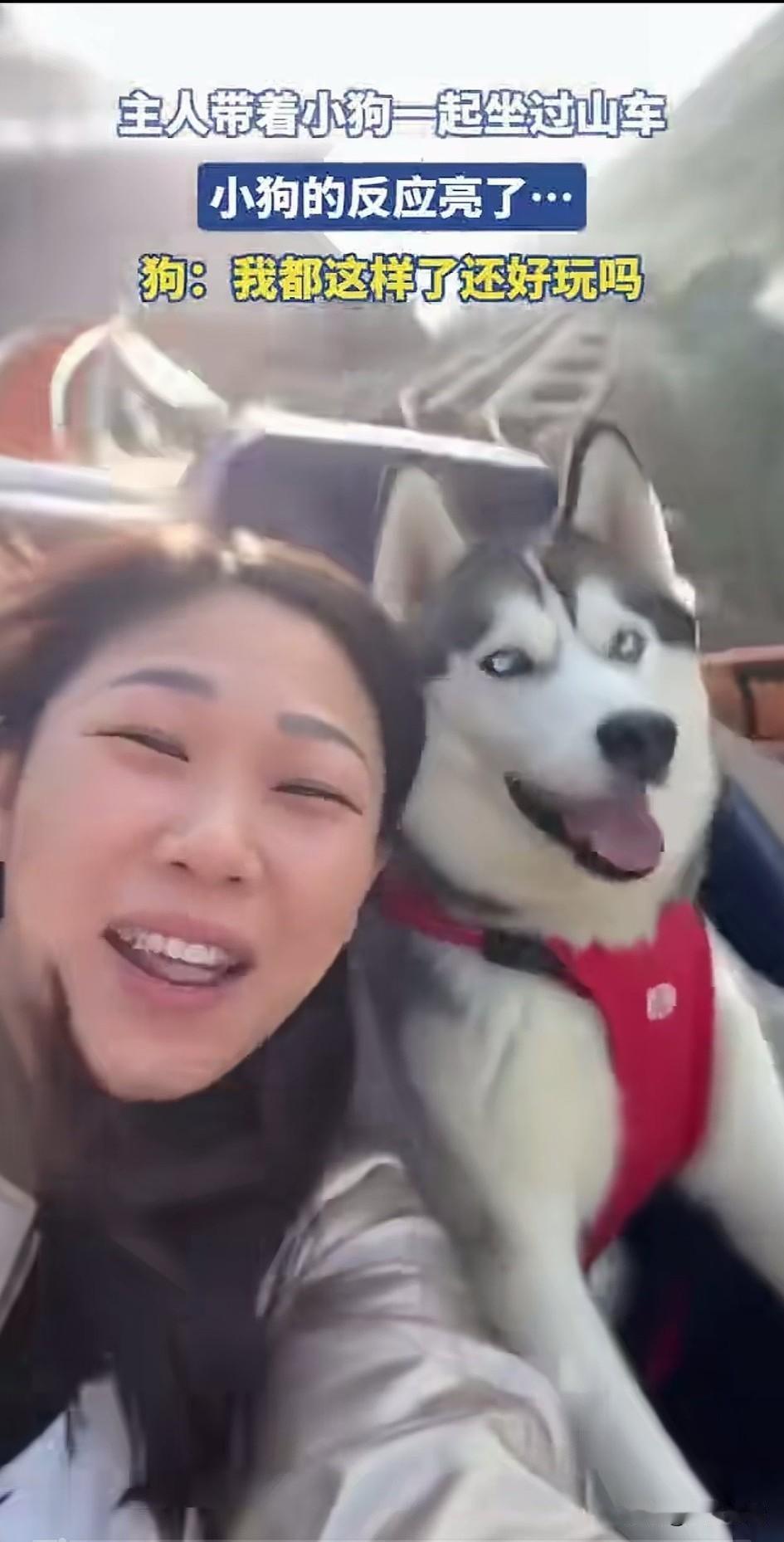 女子带着自己的哈士奇去坐过山车，
还问哈士奇准备好了吗？
士奇刚开始表现很淡定，