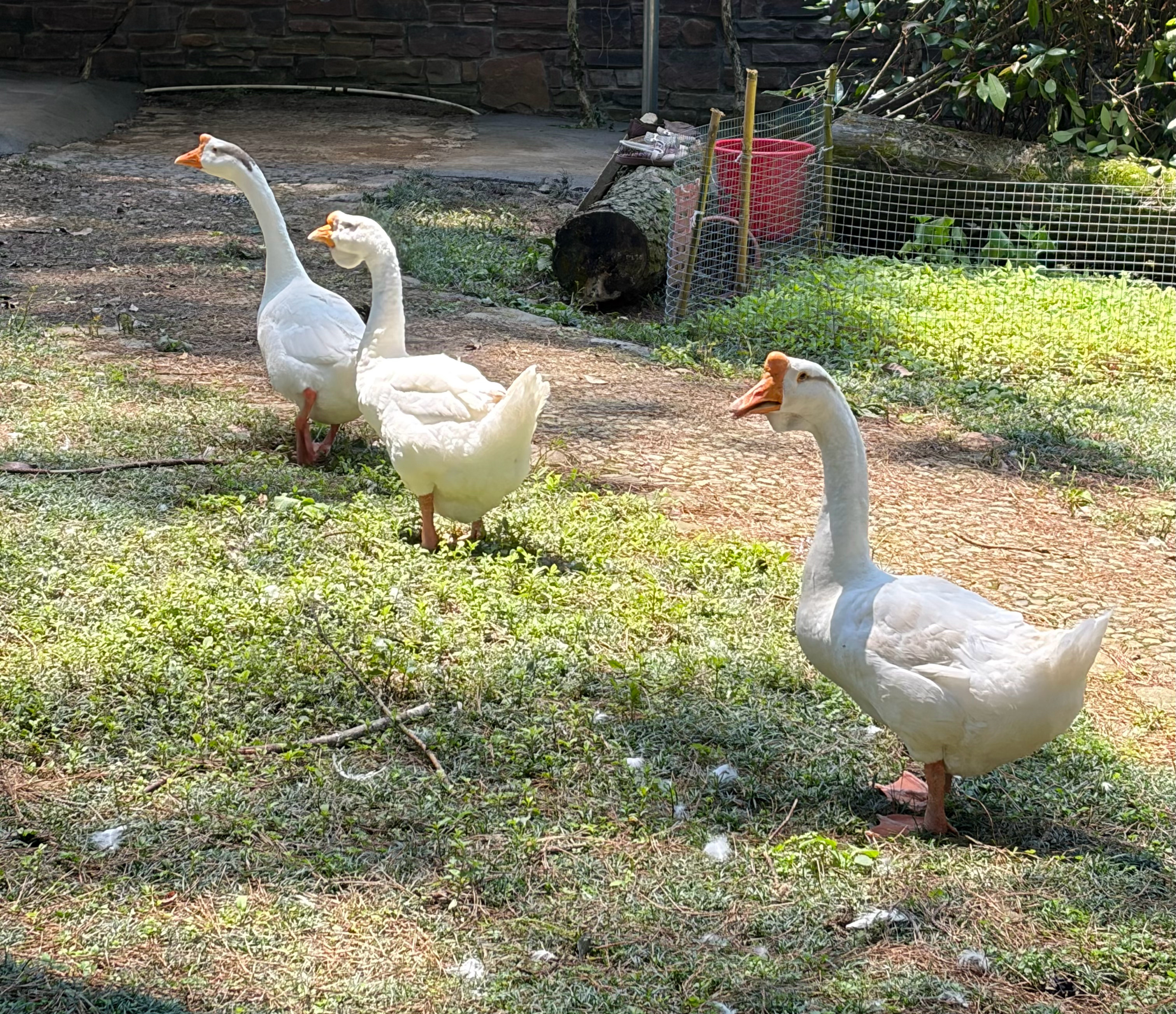 一家有鸡有鸭有猪有狗有猫有羊有鹅的饭店 