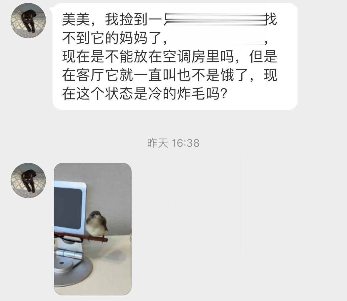 #鸟粉投稿# 是白头鹎bēi的宝宝👶🏻它可以短距离飞行的，需要父母的引导才行