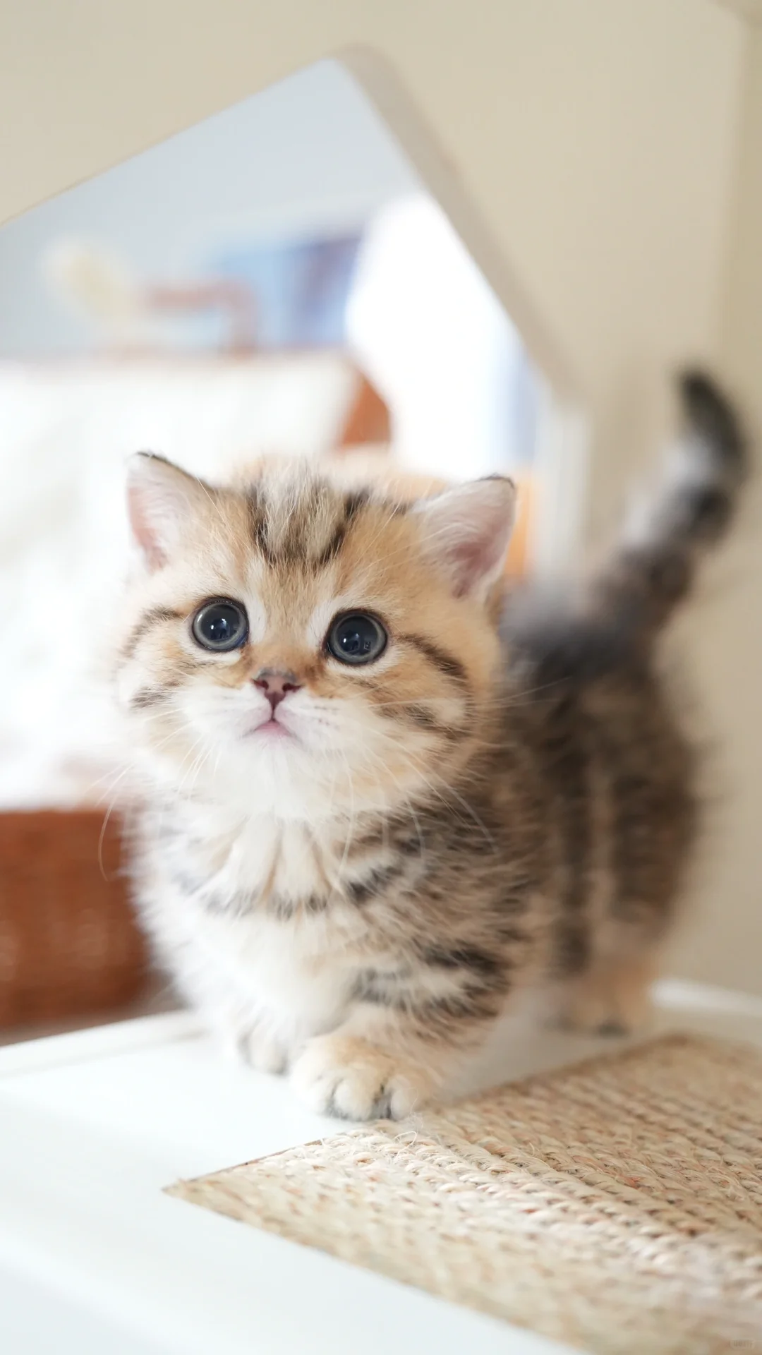 妈妈说做小猫要自信！