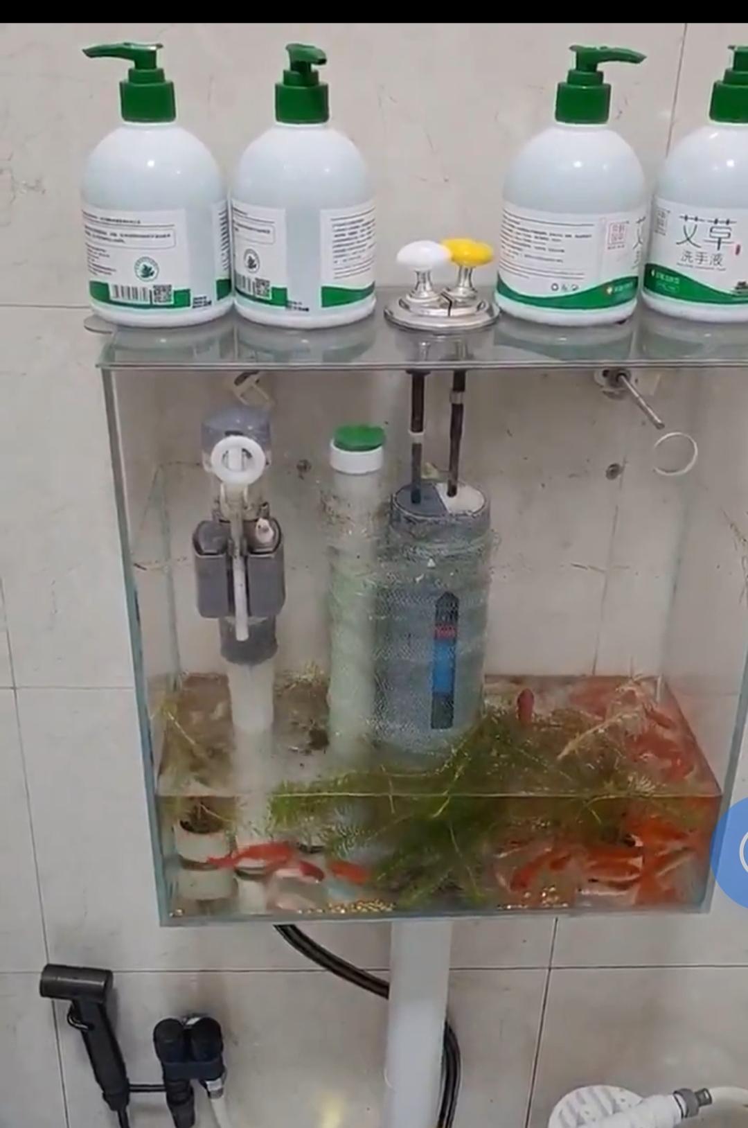 刷到这个视频的时候，我直接笑了。
好好的鱼缸，愣是被玩成了“多功能设备”。
上面