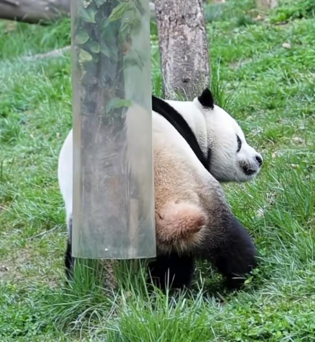 这只红嘴蓝鹊真大胆，敢偷吃小奇迹放在木架上的窝窝头，还叼了一块准备带走，小奇迹此