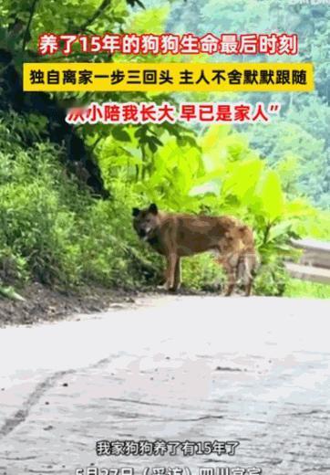 万物皆有灵！5月27日报道，四川宜宾，一条养了十五年的老狗察觉到自己时日无多，悄