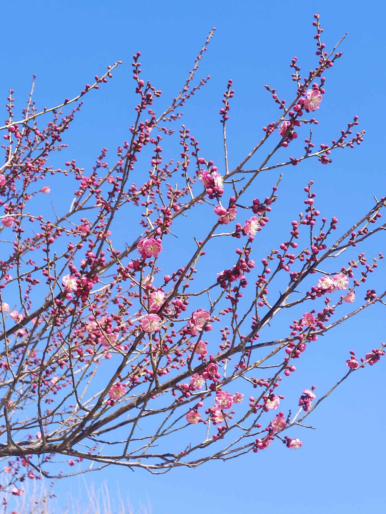 集卡领红包春梅吐蕊