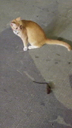 停车场这一幕看呆了，橘猫正蹲在原地，看样子还在发愁去哪找吃的。
 
忽然一只小老