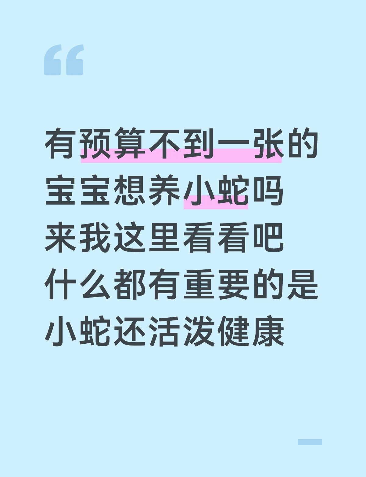 欢迎各位来问宠物蛇 玉米蛇