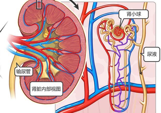 狂降尿酸的5种食物，很多人还不知道！

有一种痛能让男人掉眼泪，有人说是心痛，我