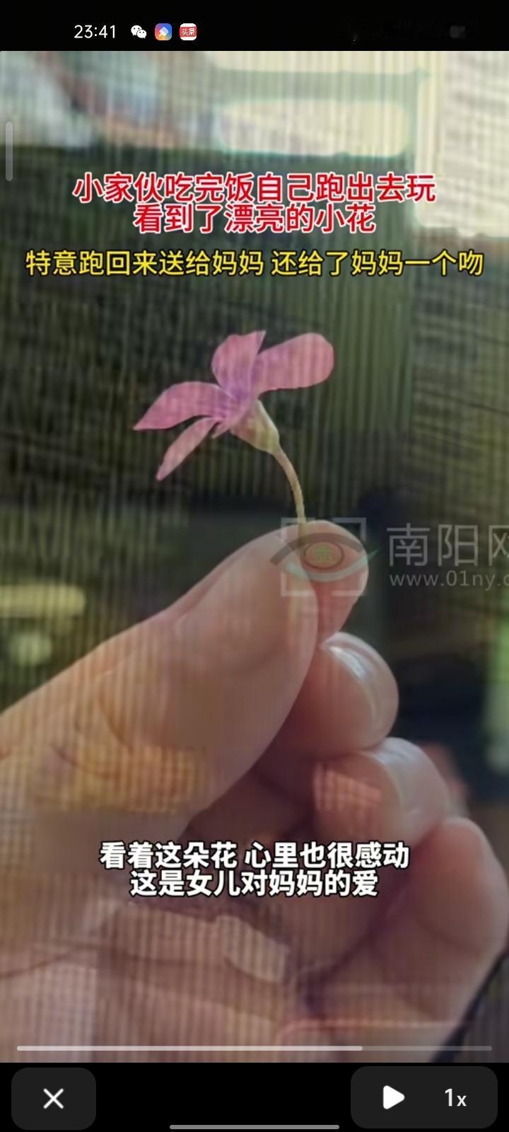 11月15日，安康市平利县。小女孩吃完饭就跑出去玩，看到漂亮的小花，第一时间想到