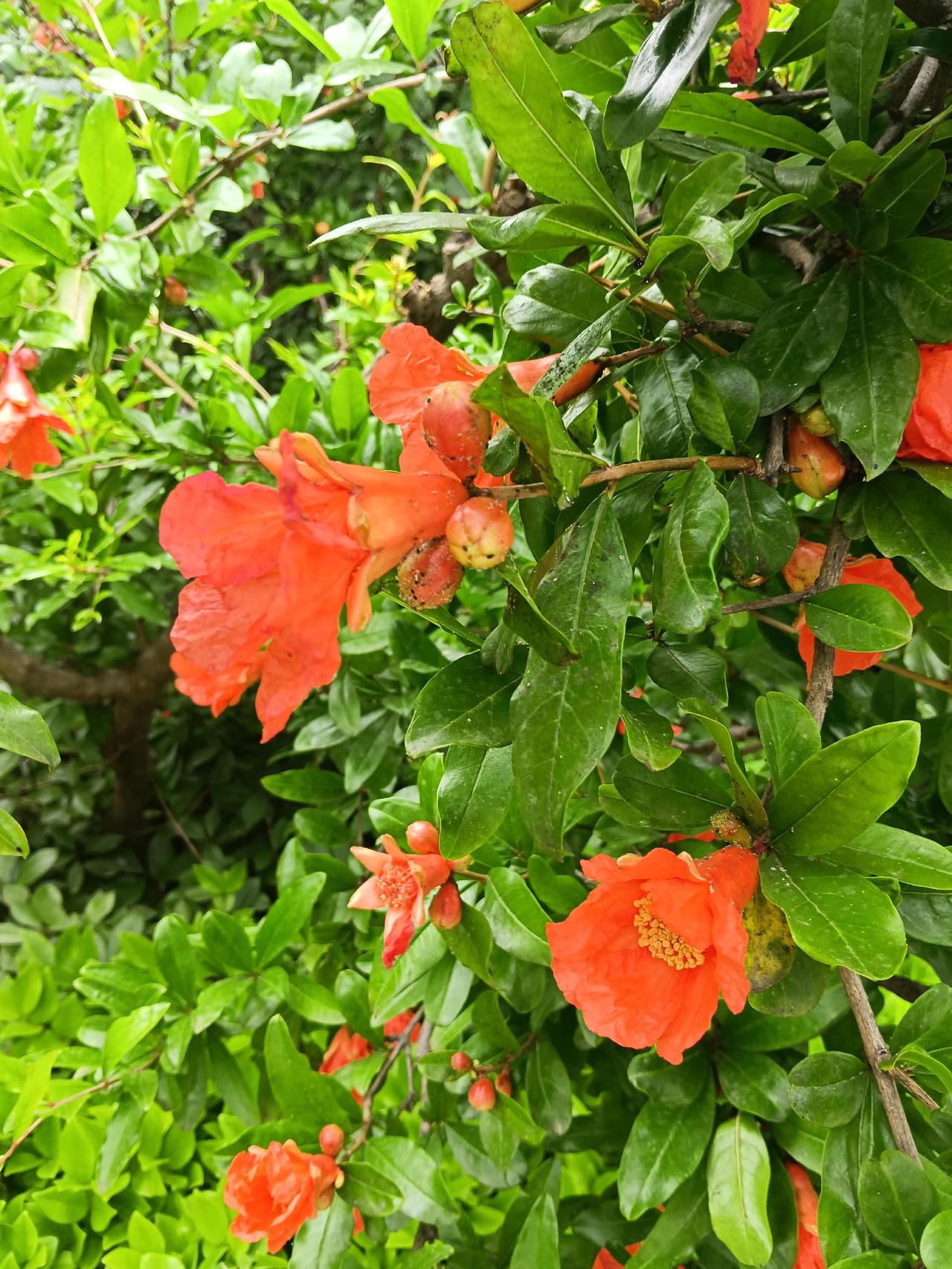 石榴花开季节