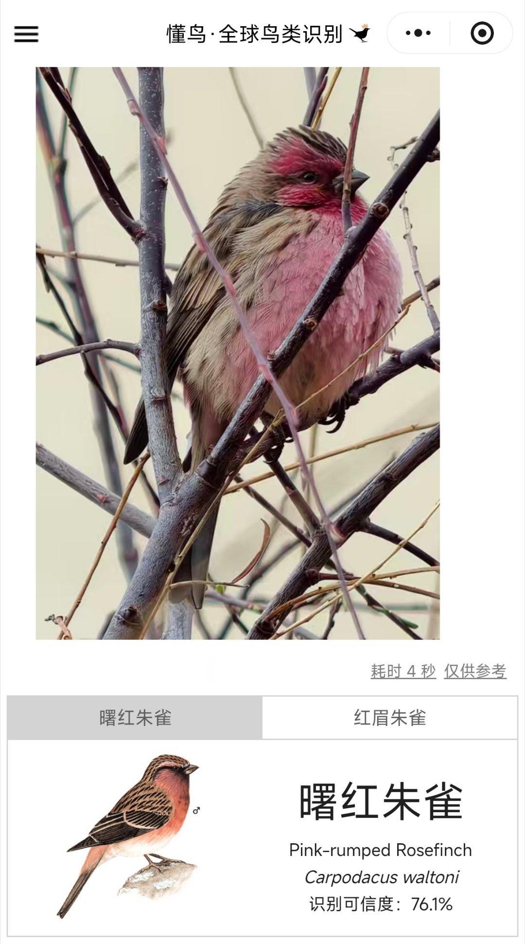 最近完全靠手机+增距镜加新能看到火尾太阳鸟已经很幸运了，当然没能拍清楚还是有点怨