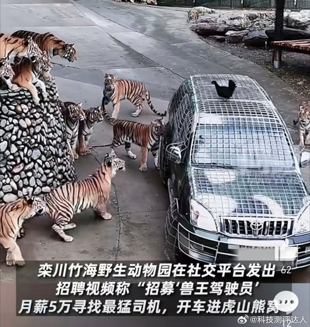 动物园月薪5万招猛兽区司机终于体会什么叫真正的虎视眈眈了！这工作不是拿命在做吗，