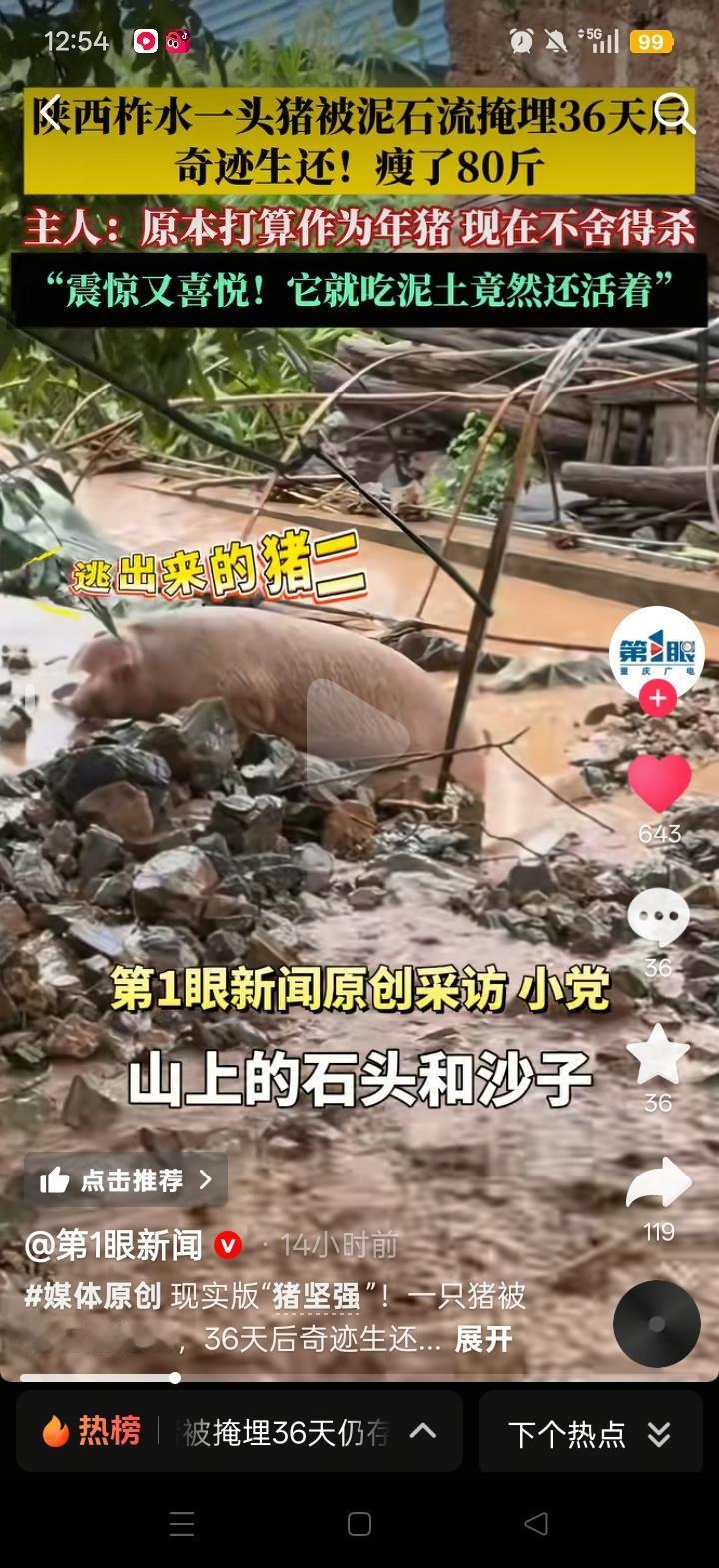 陕西柞水这头叫“猪大”的家猪真的把我看愣了，妥妥的现实版被泥石流掩埋了36 天，