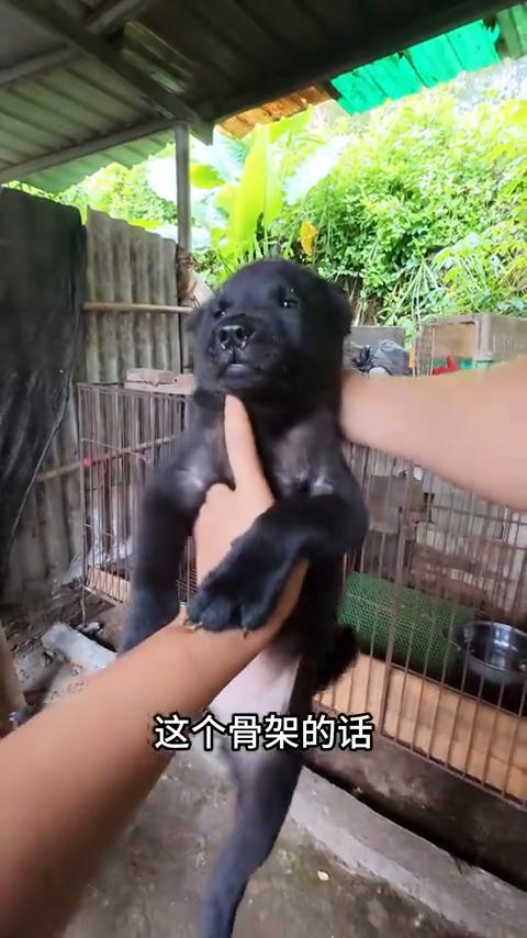 挖到宝了。
百里挑一，今天在广西农村挖到宝了。这个有多大了？三个多月了是不是？三