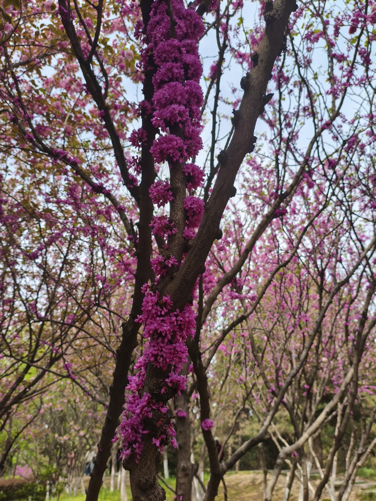 这是啥花，开在树干上。