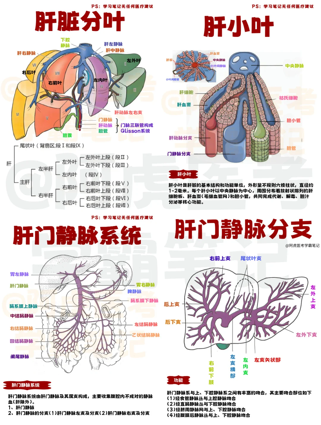医学生笔记📒｜肝脏知识合集👆