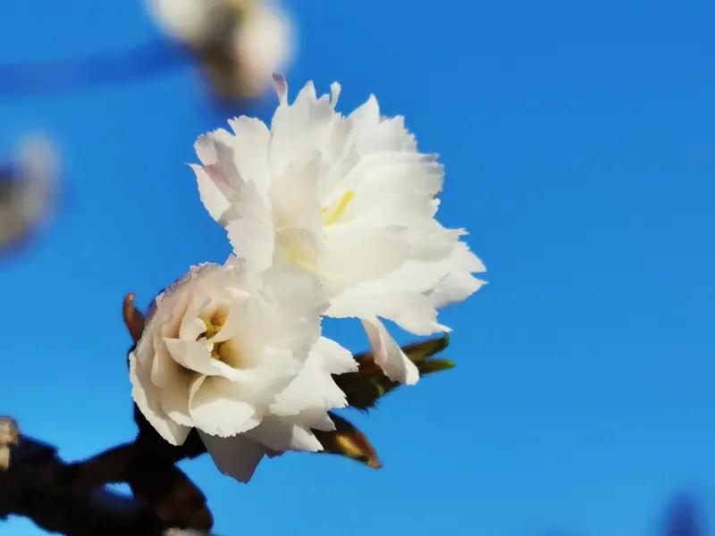 上联：不惹人间桃李色，下联才友请长留心底菊美梅香。