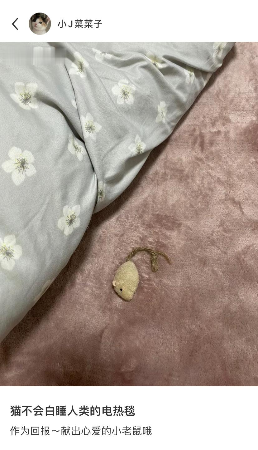 小猫不会白睡人类的电热毯噢[憧憬] ​​​