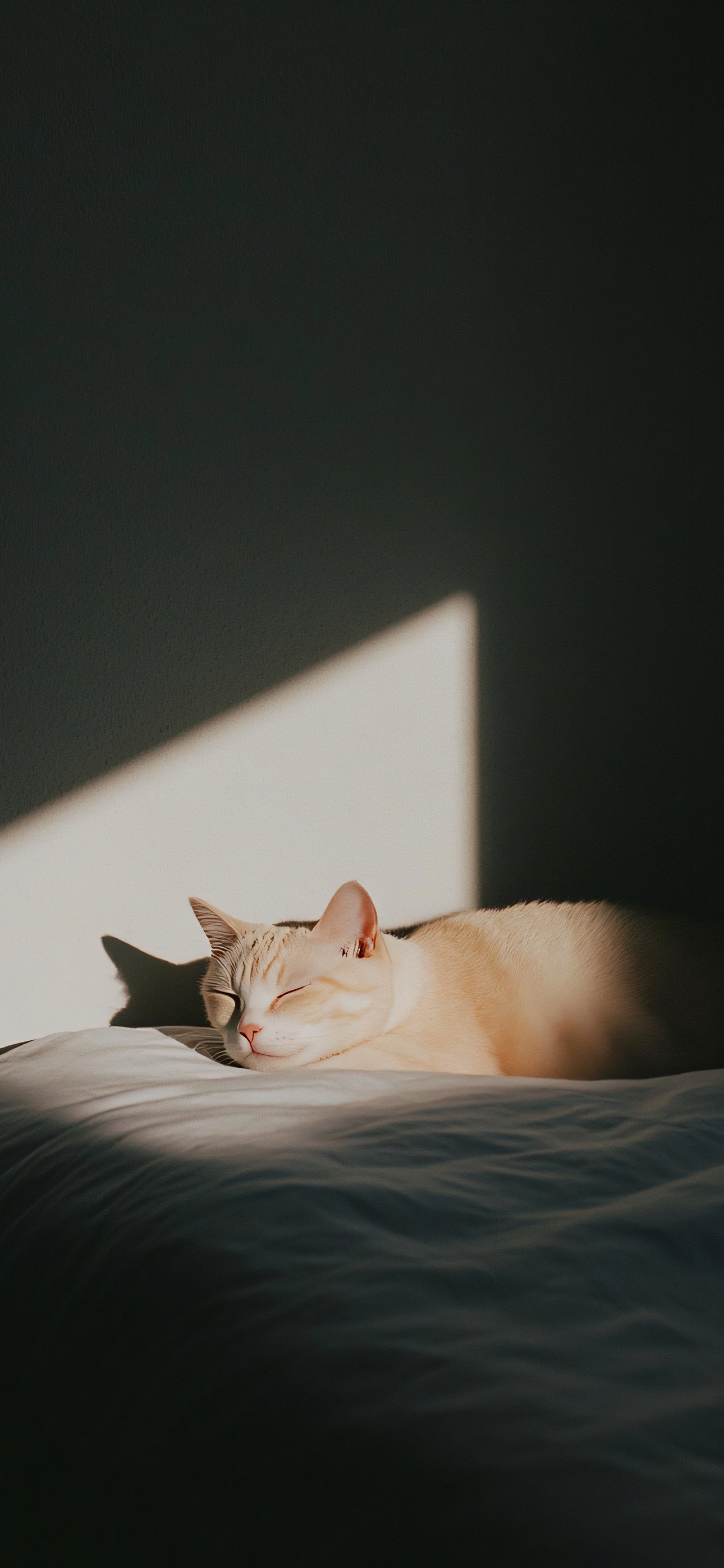一组可爱的猫猫 