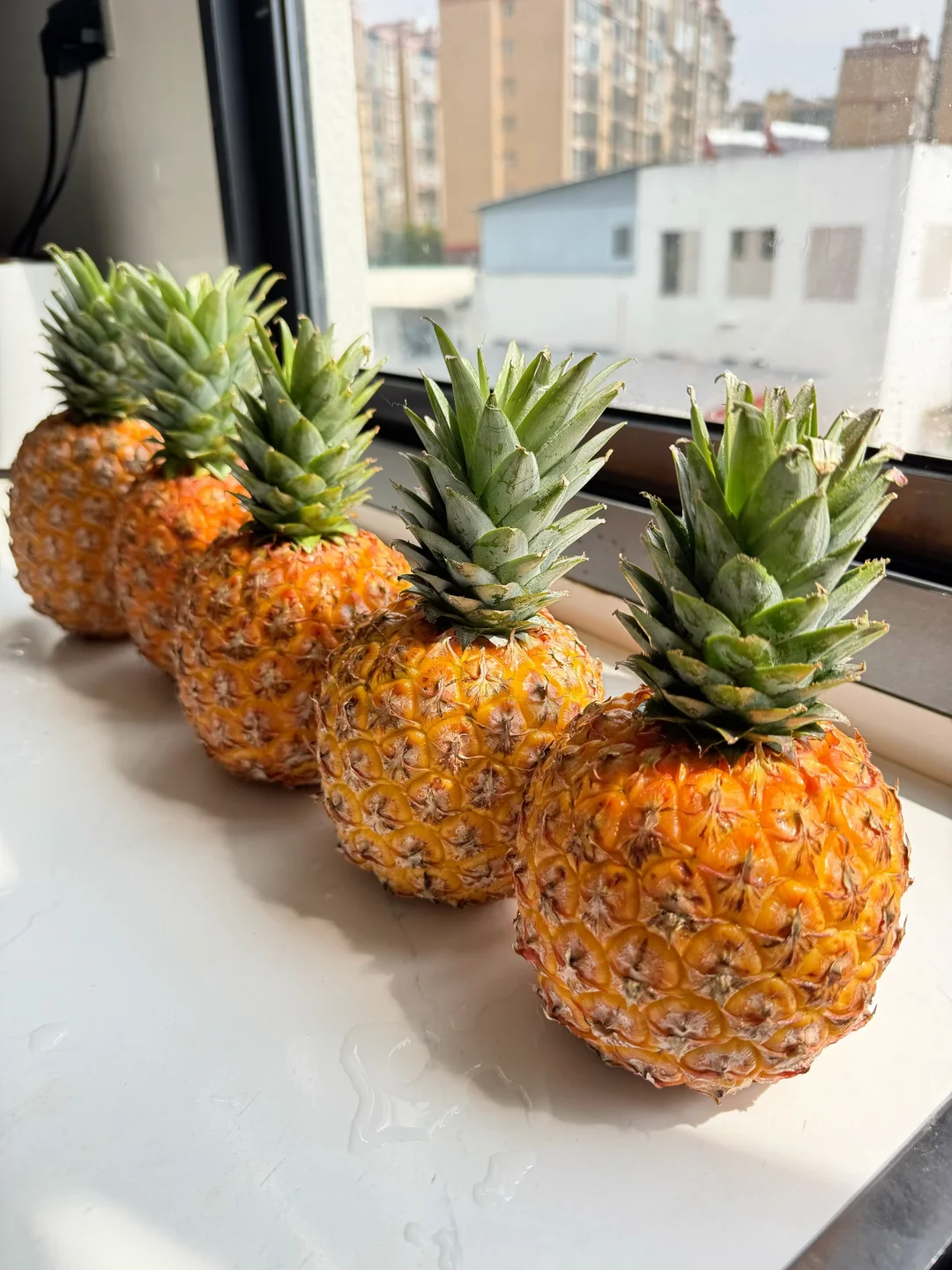 快把胖墩墩的芒果凤梨请回家吧！