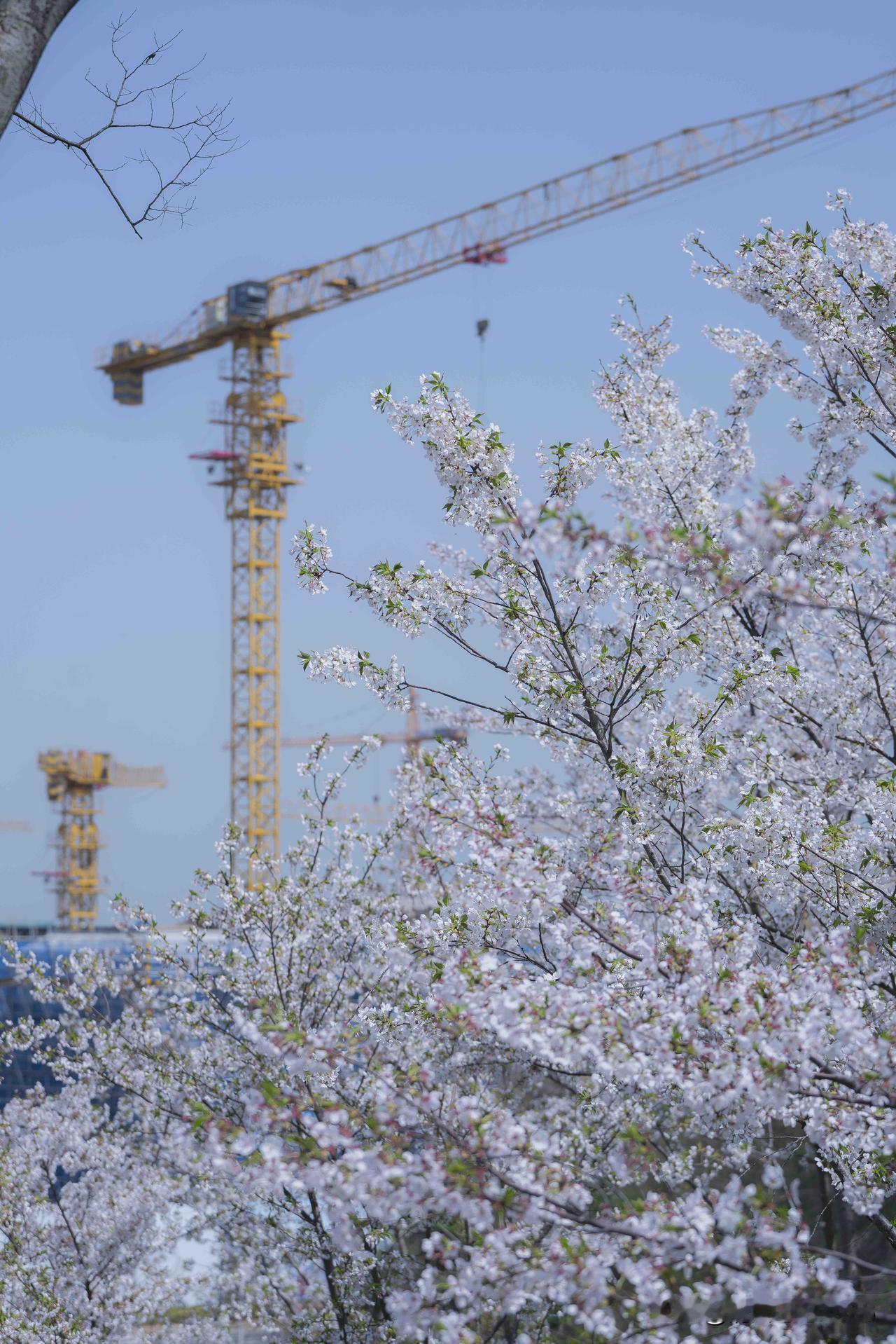昨夜春雨落尽
早樱便悄悄谢了

我还在念着它的模样
重瓣已漫枝盛放

春光走得太