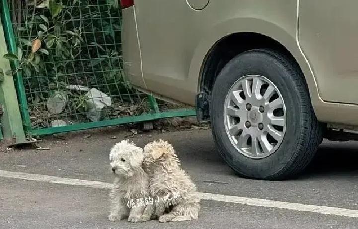 两只比熊天天蹲在原店门口，玻璃门早拉下卷帘，它们还傻等。
店主生意黄了，把狗一扔