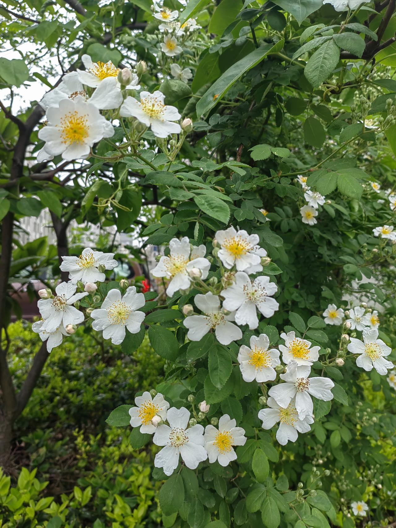 好迷茫呀！
我最近不是全职读书、码字了吗，每天都在进行，但好像又没啥收获，眼看就