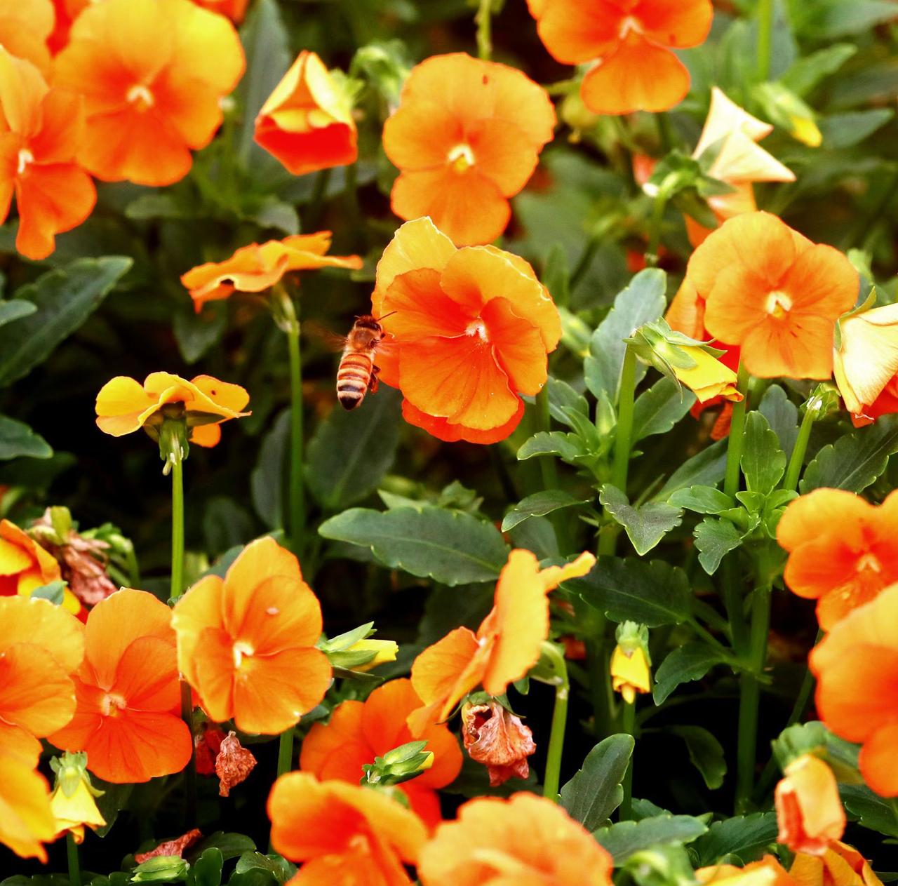 （原创）
恰似花香引得蜜蜂🐝 来……