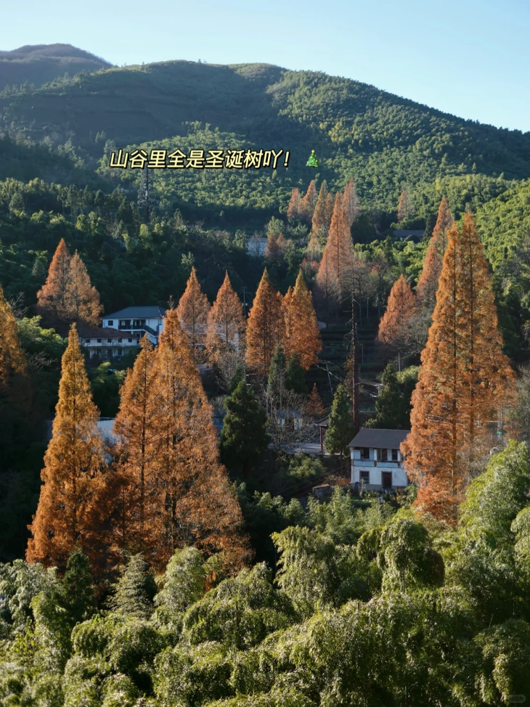 在圣诞树山谷过最后的秋天🍂