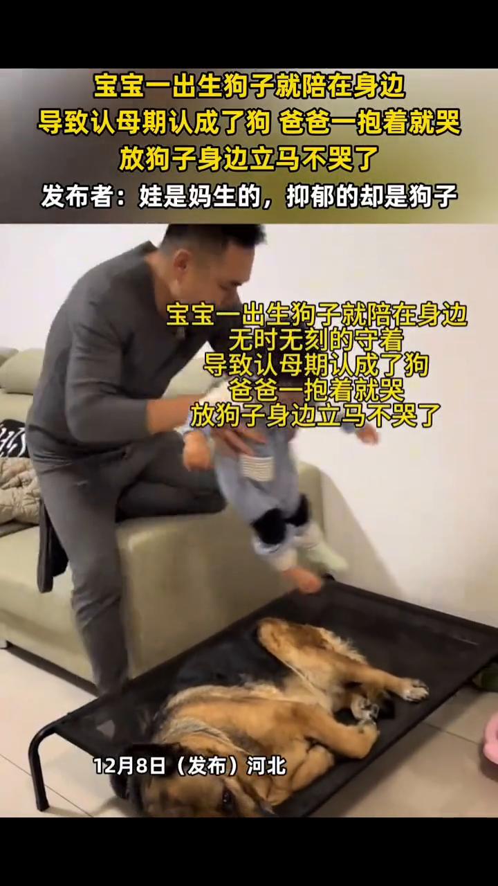 宝宝一出生狗子就陪在身边，导致认母期认成了狗，爸爸一抱着就哭，放狗子身边立马不哭