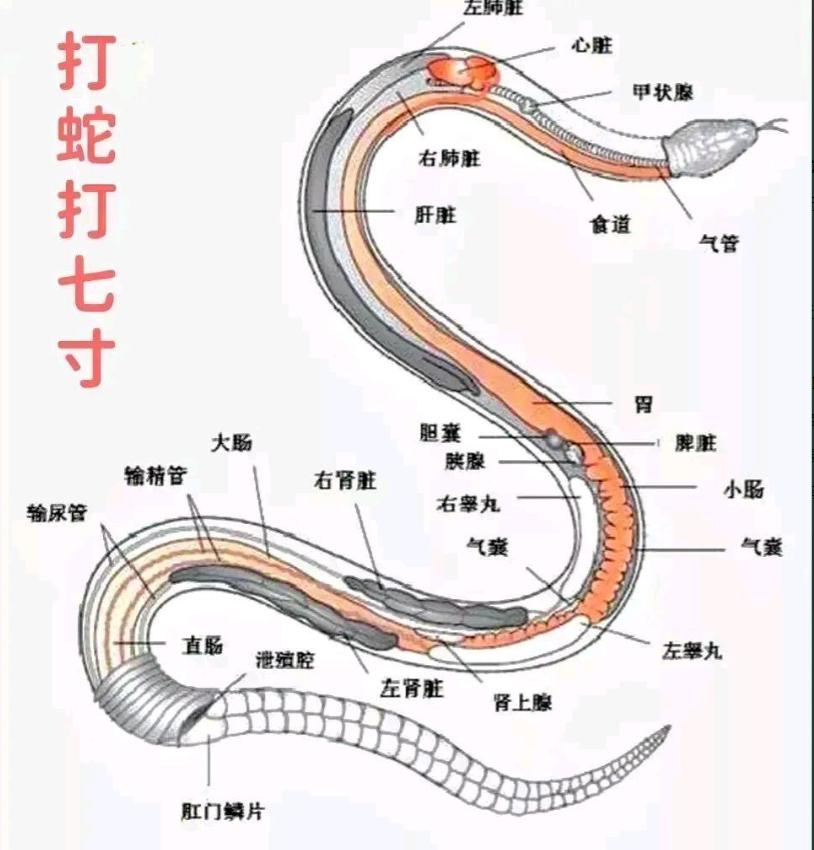 打蛇不打头！很多人不知道，野外遇到蛇时千万别打它的头，这样反而可能让自己陷入危险