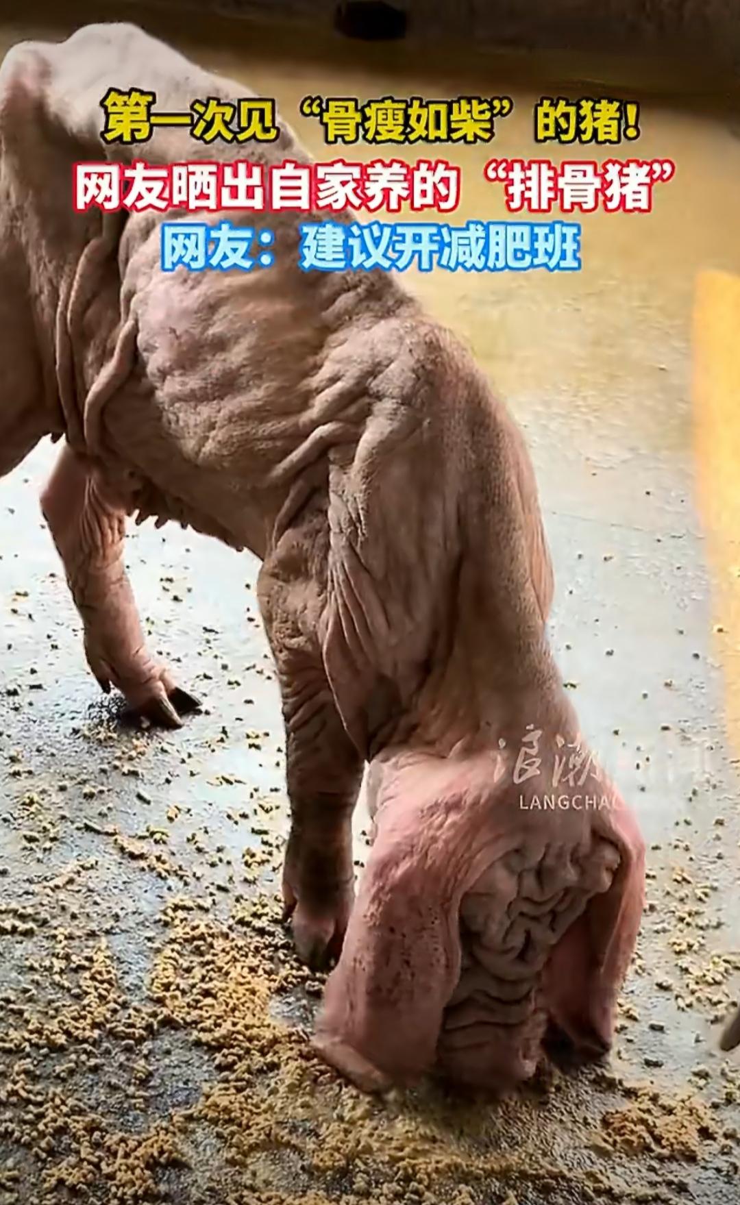 广东有个网友在网上晒出自家养的猪，这猪的样子和大家印象里圆滚滚的猪完全不一样，瘦