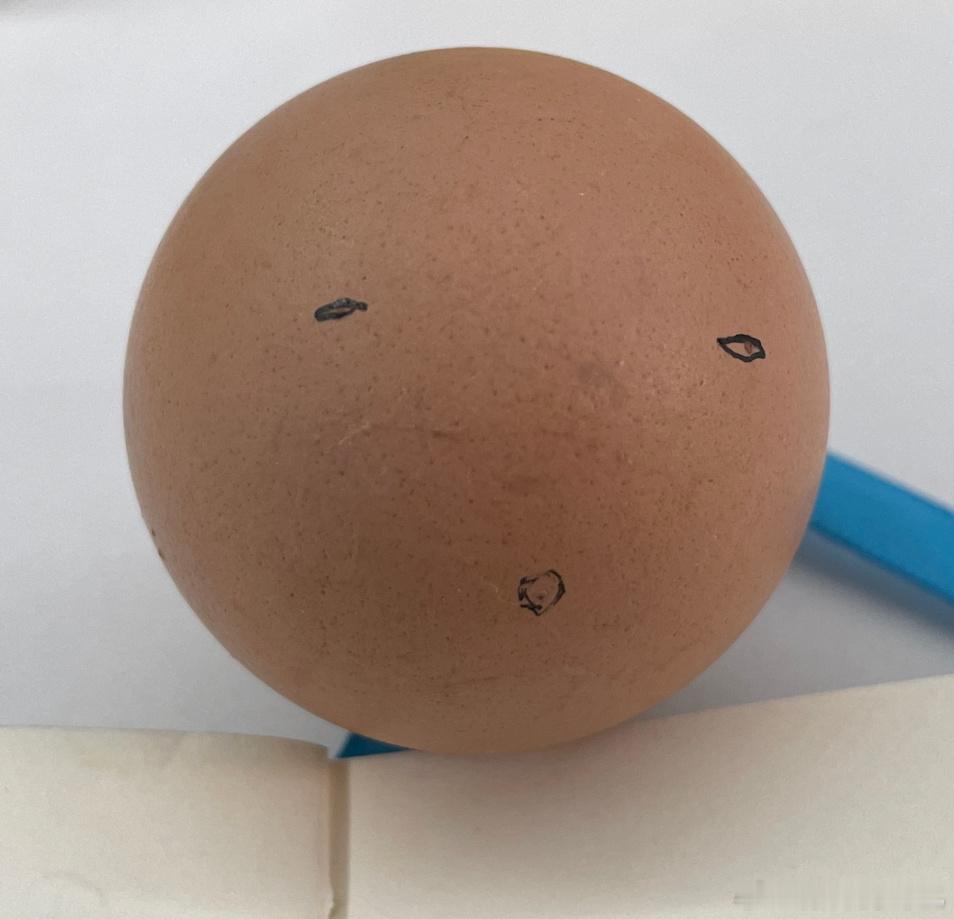 嘎嘎的小宠物～叫什么好呢[并不简单] ​​​