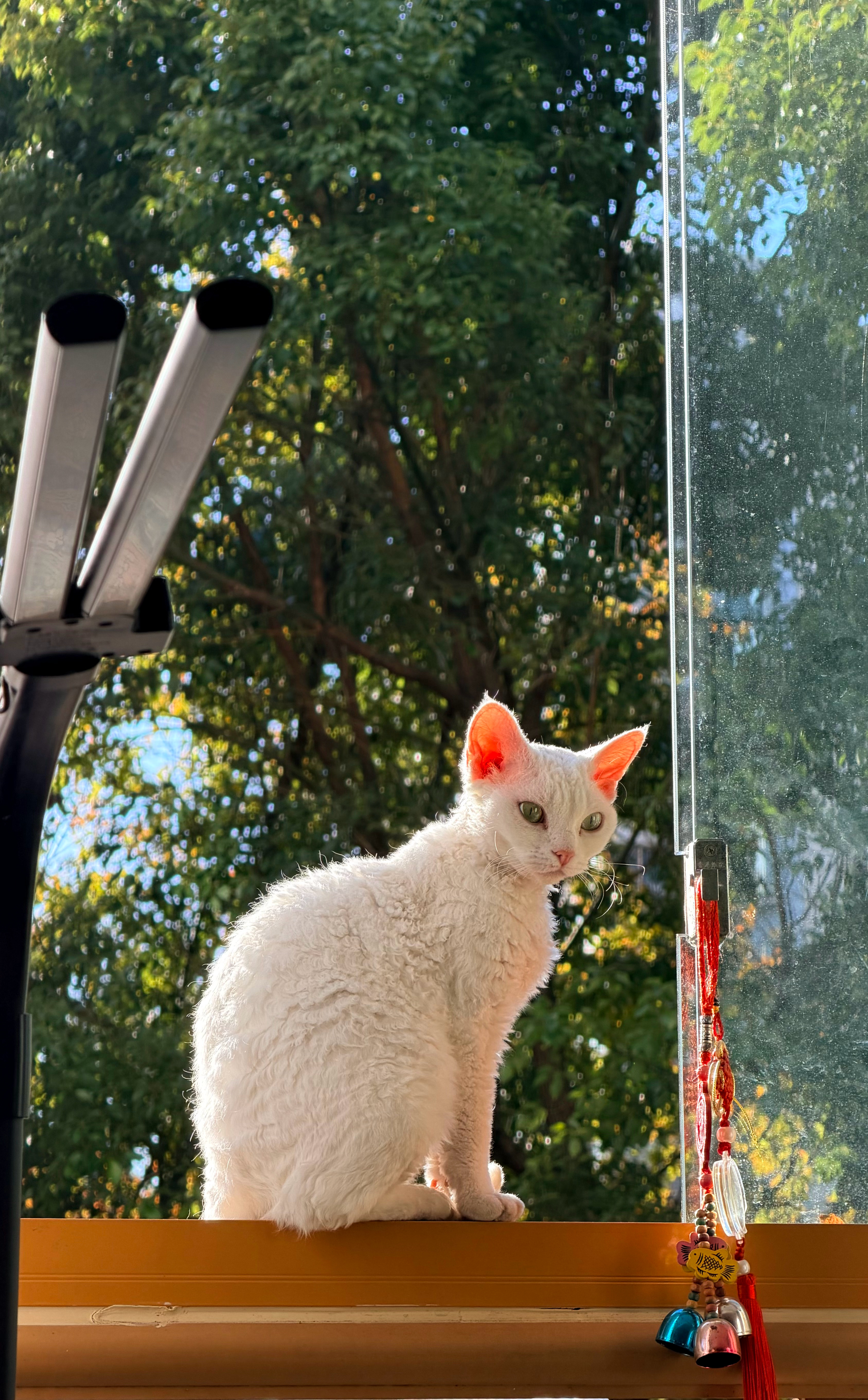 周末两天，一天躺平喝茶晒太阳，一天出去拍视频