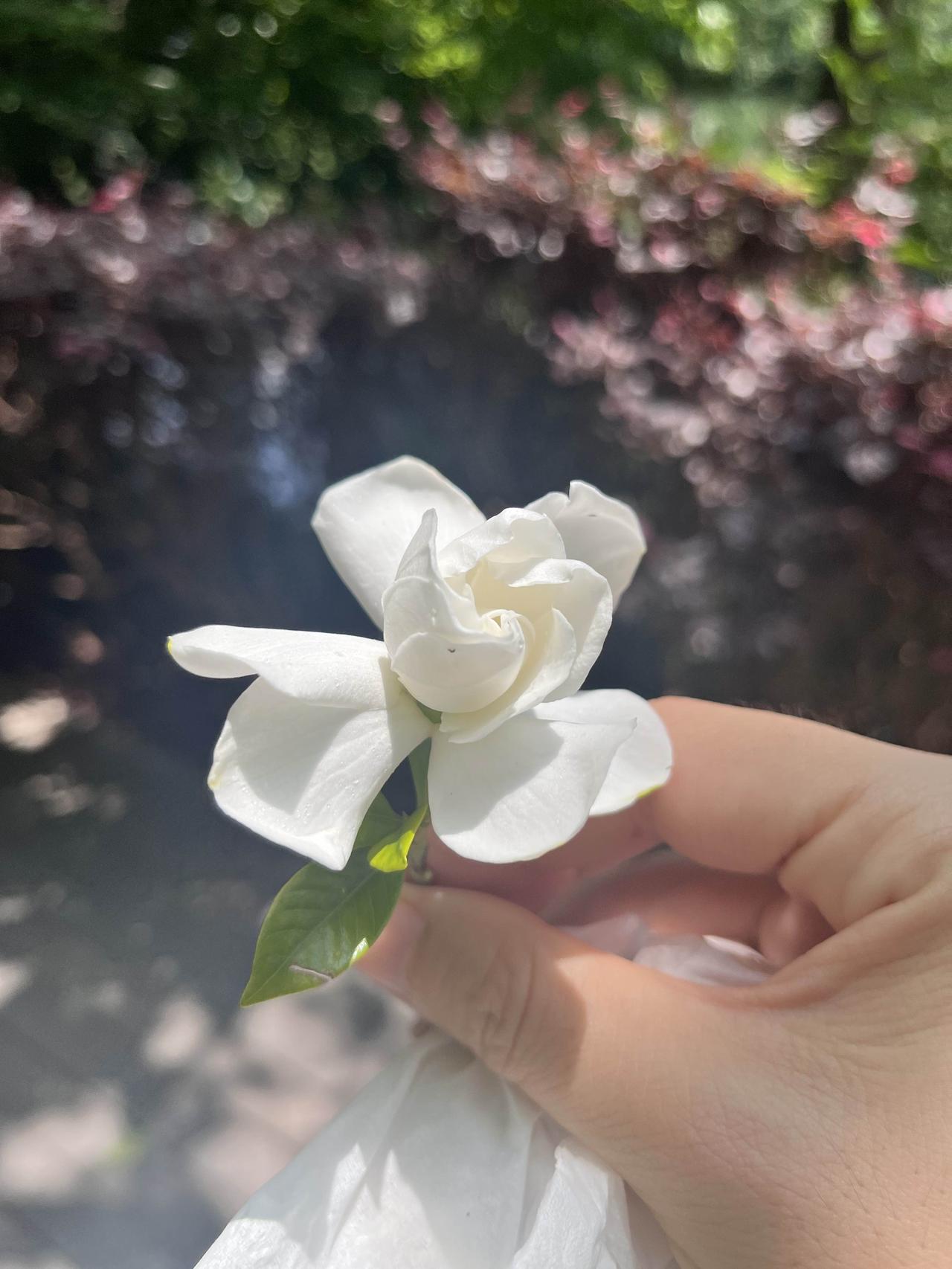 含苞待放的栀子花，好香好香，带一朵回去😁