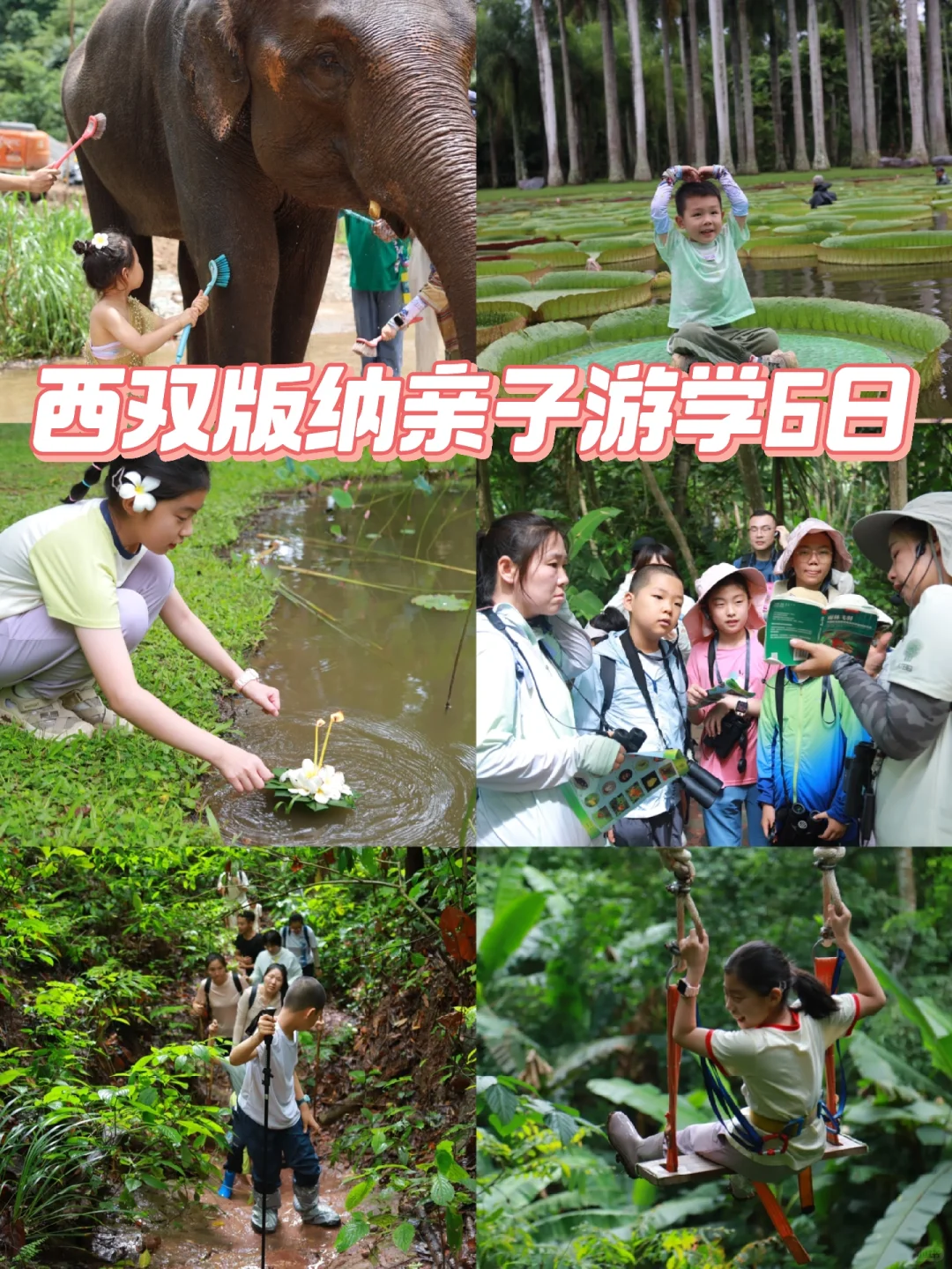 西双版纳现状 亲子游学6日 巨值推荐