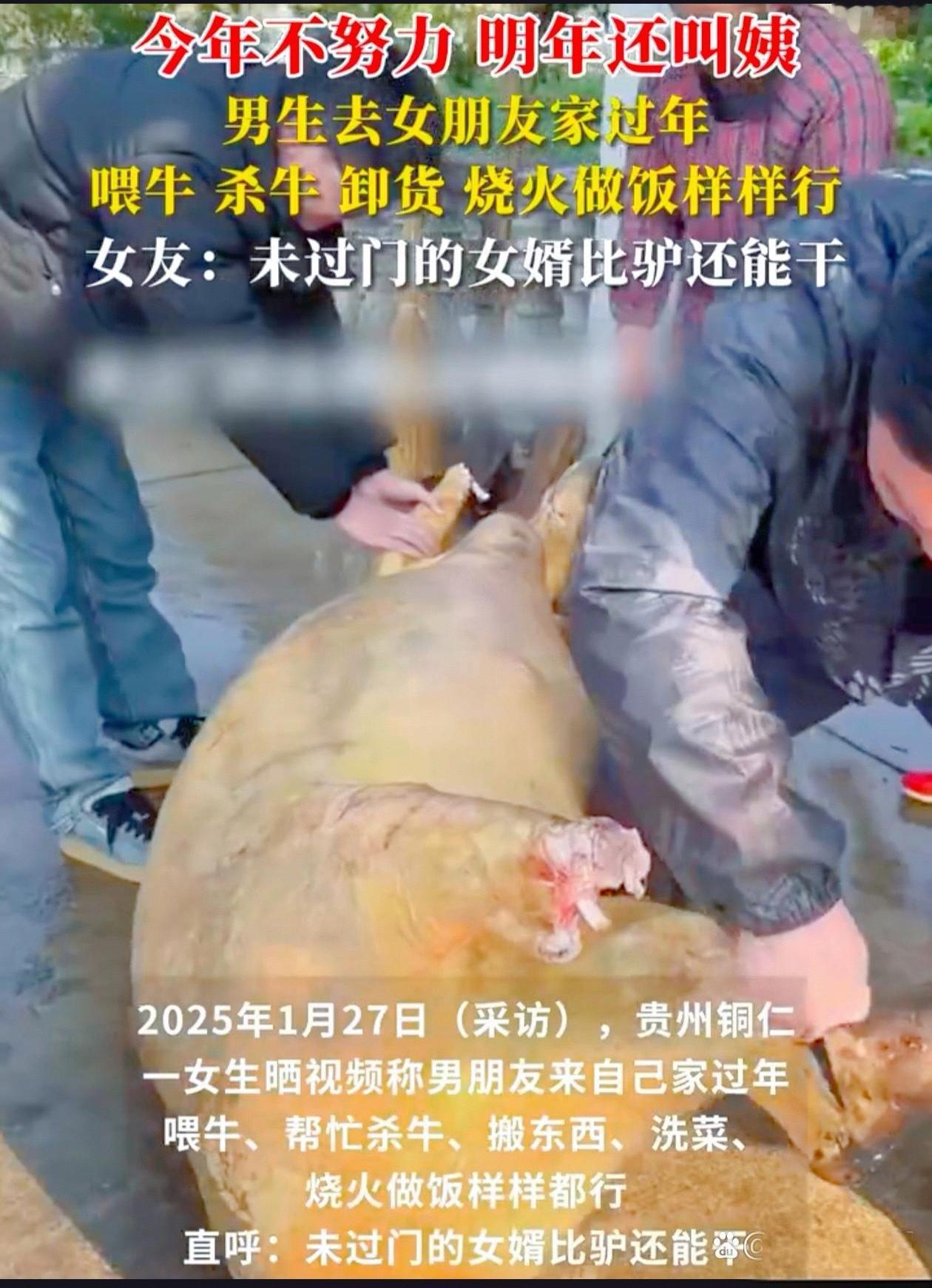 未过门女婿比驴还能干？那过了门的女婿呢？

在山东菏泽等地，未婚女婿们的勤劳程度