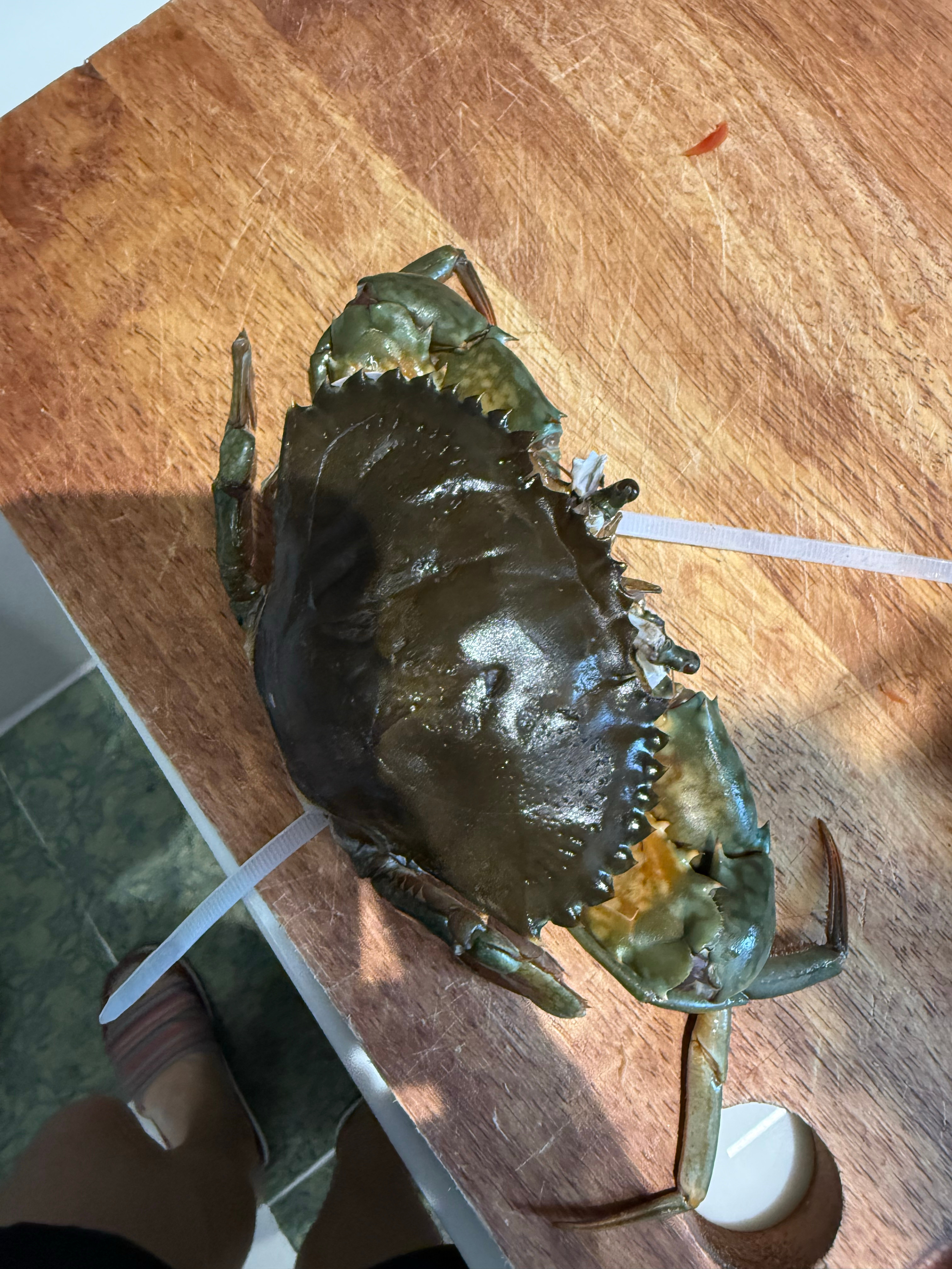 脱壳失败的螃蟹 
